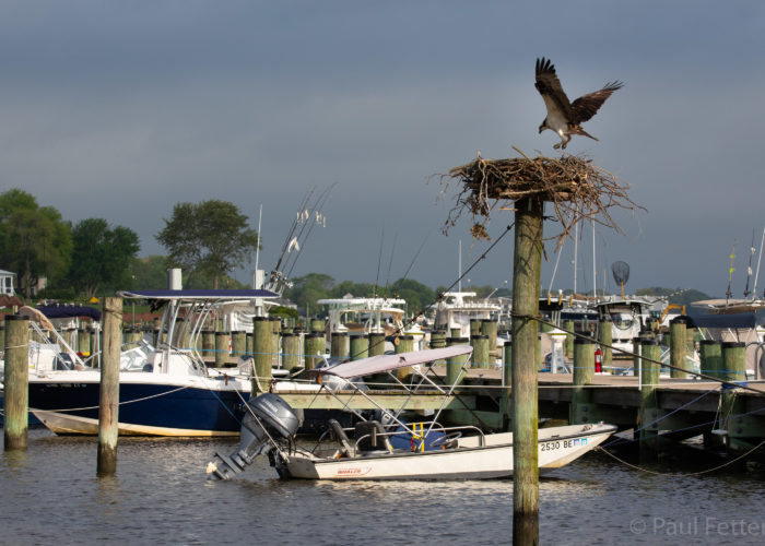 Osprey at the Dock